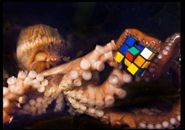 Funny picdump (100 pics)