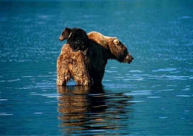 Funny picdump (116 pics)