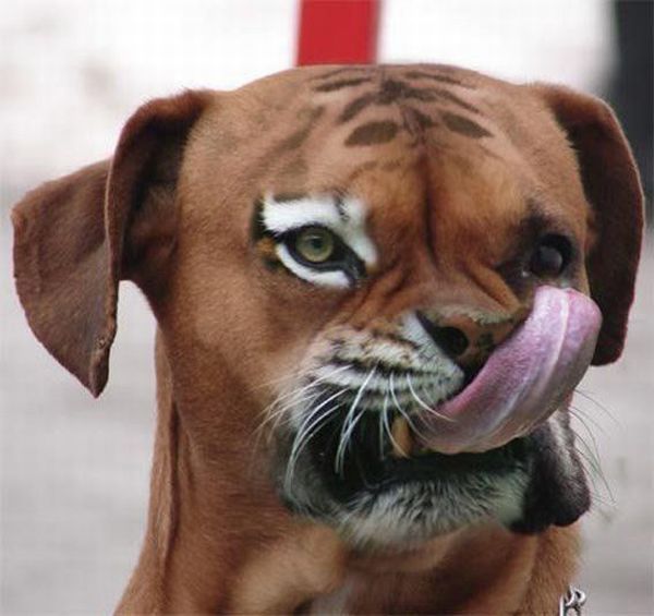 Funny picdump (116 pics)