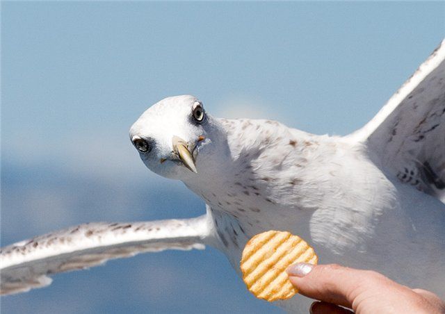 Funny picdump (116 pics)