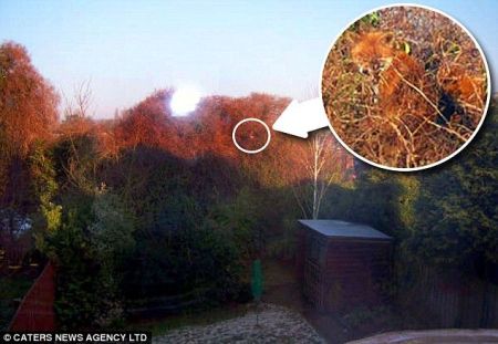 Curiosities and bonus pictures