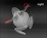 Curiosities and bonus pictures