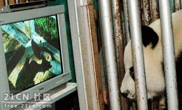 Pandas are watching porn (6 pics) Pandas are watching porn (6 pics)