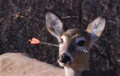 Curiosities and bonus pictures