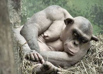 Curiosities and bonus pictures