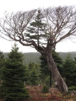 Curiosities and bonus pictures