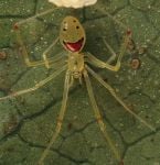 Curiosities and bonus pictures