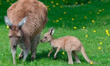 Curiosities and bonus pictures