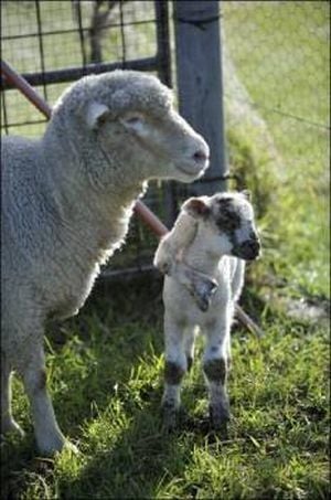 Curiosities and bonus pictures