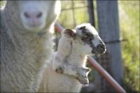 Curiosities and bonus pictures