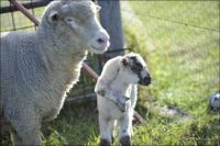 Curiosities and bonus pictures