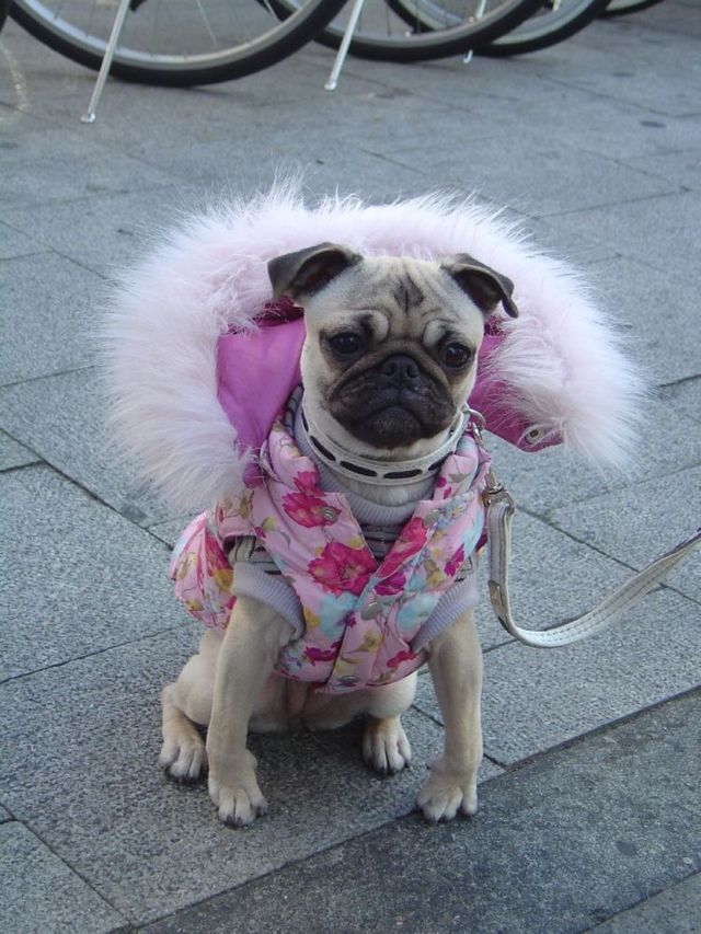 Only in Japan (50 pics)