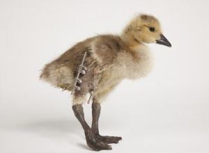 Curiosities and bonus pictures