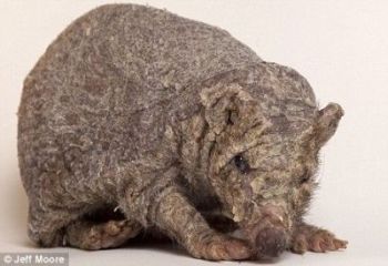 Curiosities and bonus pictures