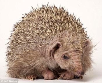 Curiosities and bonus pictures