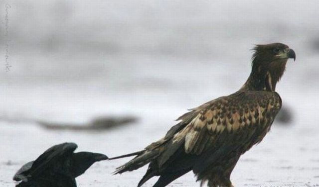 Shit happens. Part 2 (65 pics)