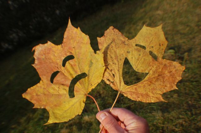 Pictures sent by users (52 pics)