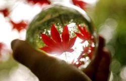 Curiosities and bonus pictures