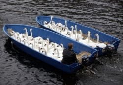 Curiosities and bonus pictures