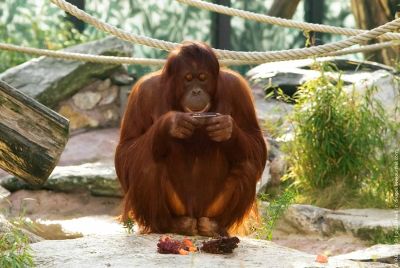 Curiosities and bonus pictures