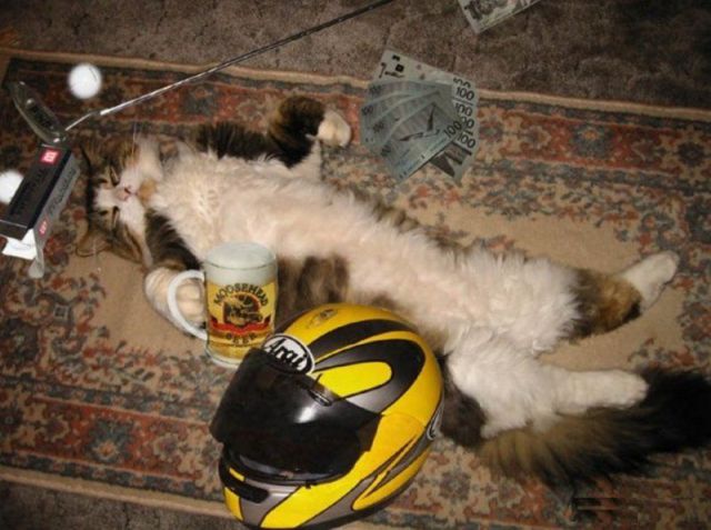 Daily picdump (133 pics)