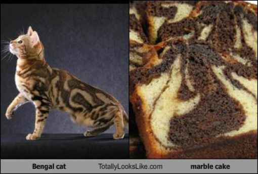 Funny Look Alikes. Part 5