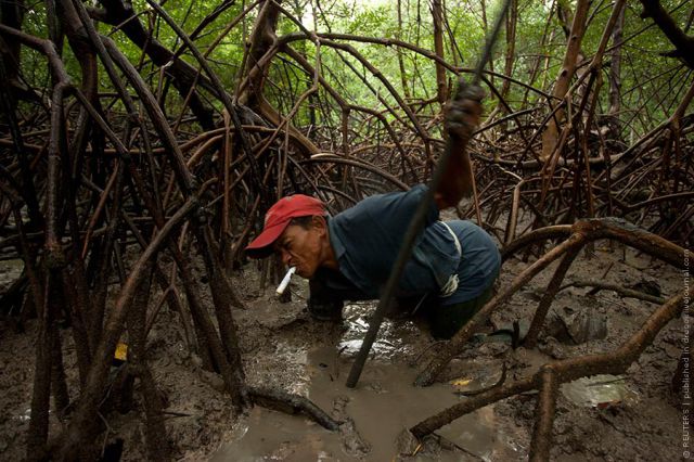 Crab Hunting in Brazil