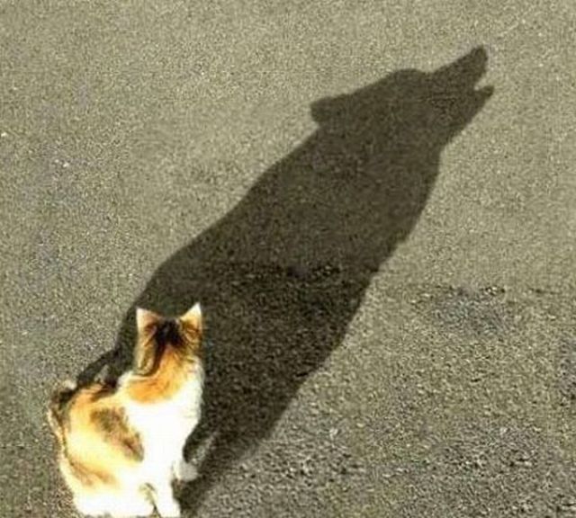 Some Very Creative Shadows