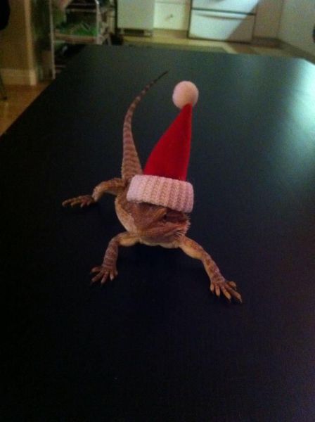 Daily Picdump [WEEKEND EDITION]