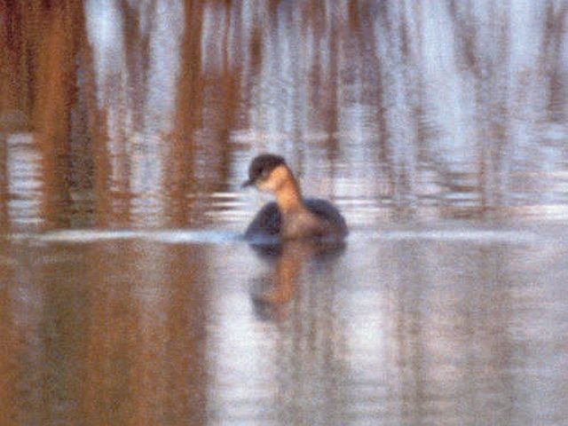 Animals That Are Recently Extinct