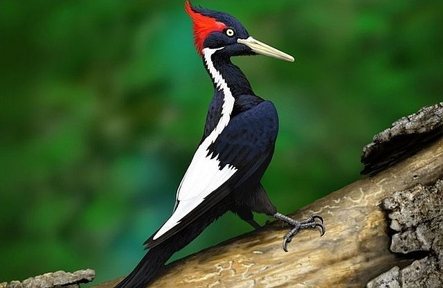 Animals That Are Recently Extinct