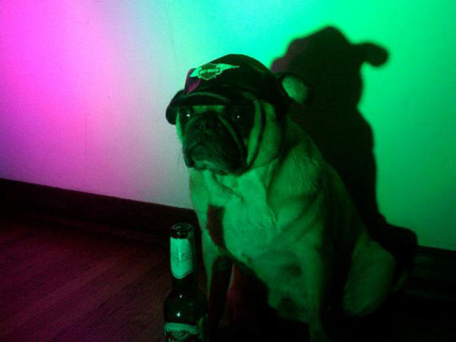 That Is One Hell of a Pug