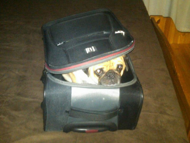 That Is One Hell of a Pug