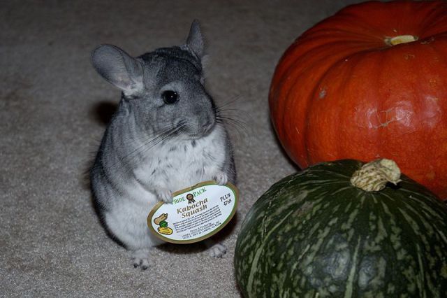 Daily Picdump [WEEKEND EDITION]