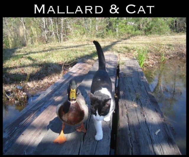 Adorable Animal Friendships