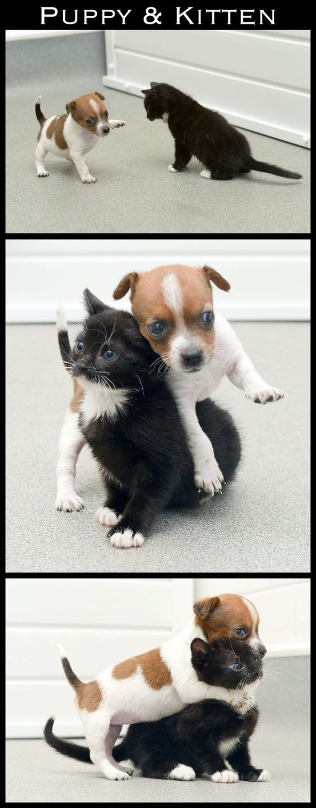 Adorable Animal Friendships