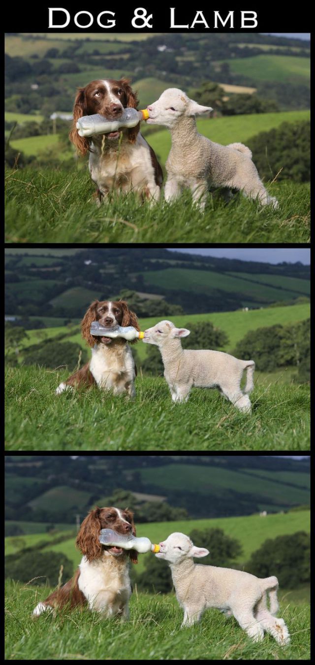 Adorable Animal Friendships