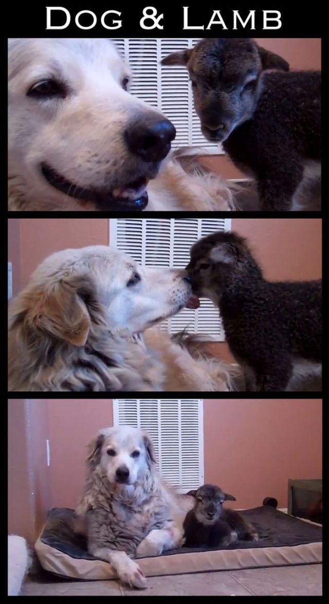 Adorable Animal Friendships