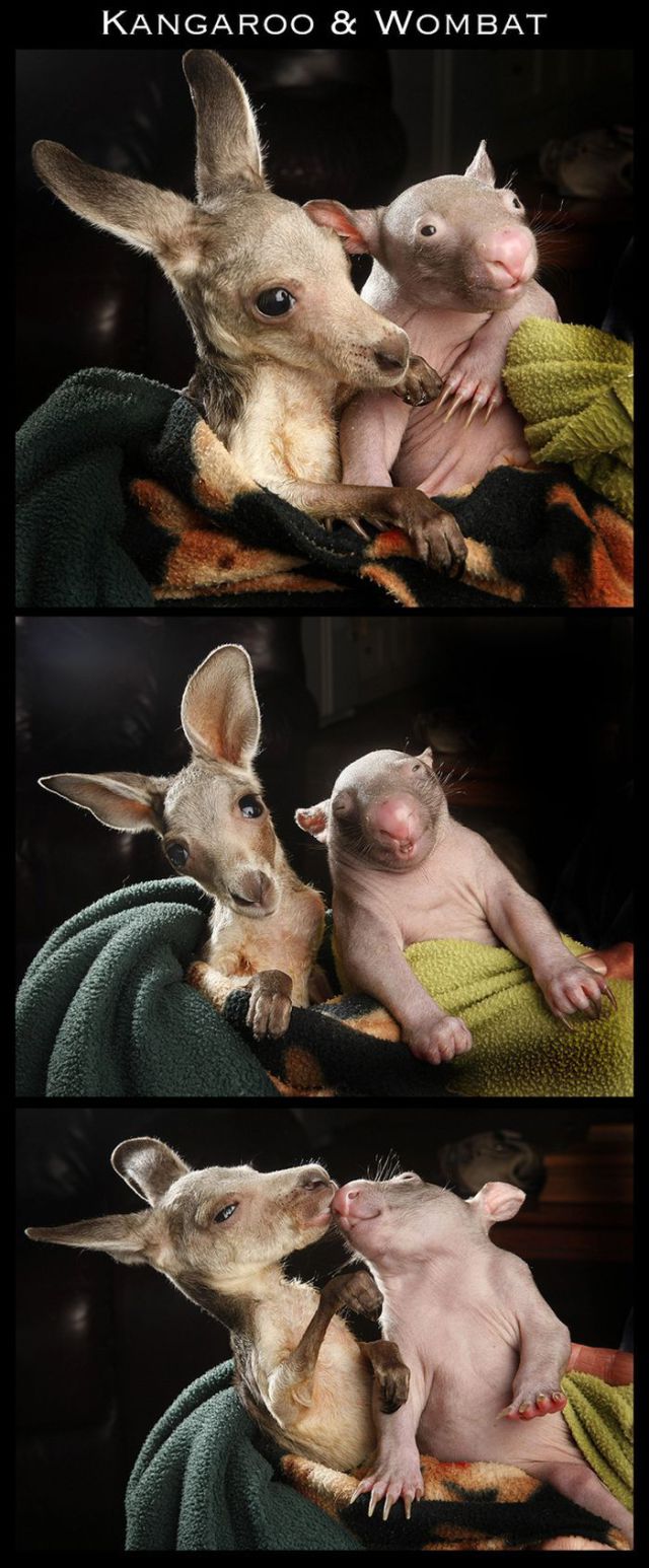 Adorable Animal Friendships