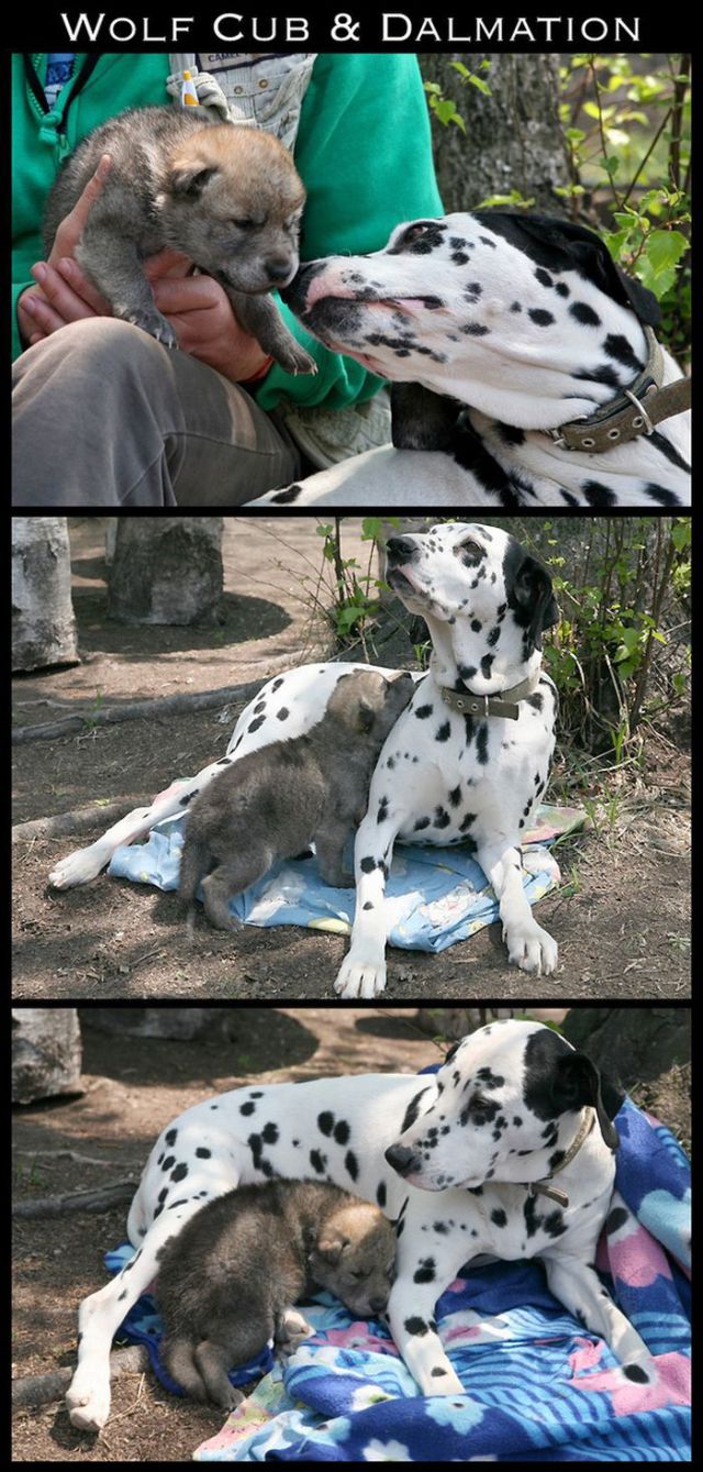Adorable Animal Friendships