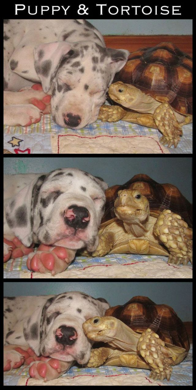Adorable Animal Friendships