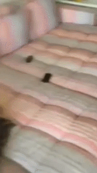 GIFs Get More Awesome When You Combine Them