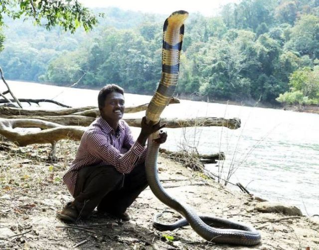 The Bravest Snake Expert on the Planet