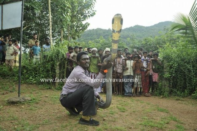 The Bravest Snake Expert on the Planet