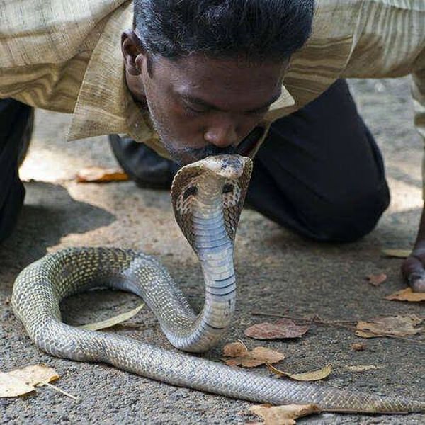 The Bravest Snake Expert on the Planet