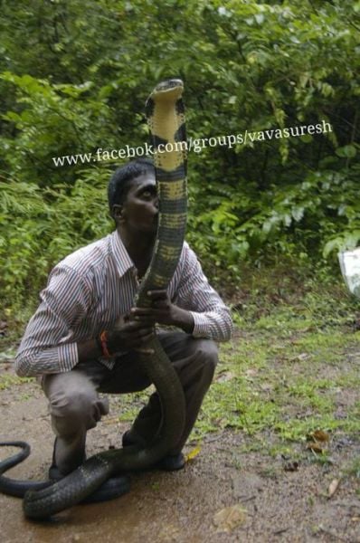 The Bravest Snake Expert on the Planet