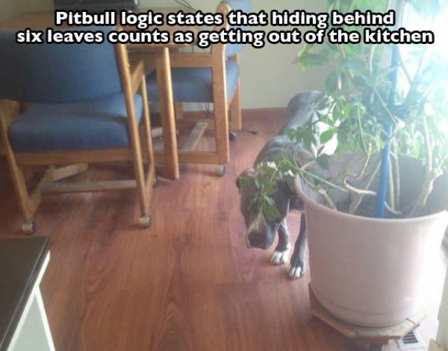 The Cuter and Softer Side of Pitbulls