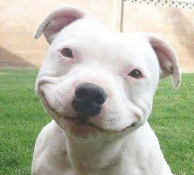 The Cuter and Softer Side of Pitbulls