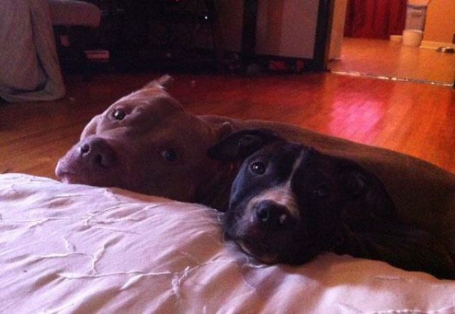 The Cuter and Softer Side of Pitbulls