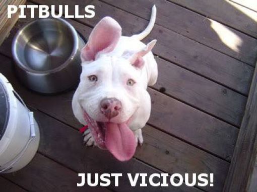 The Cuter and Softer Side of Pitbulls